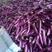 茄子紫光圆茄质量很好支持视频看货欢迎订购