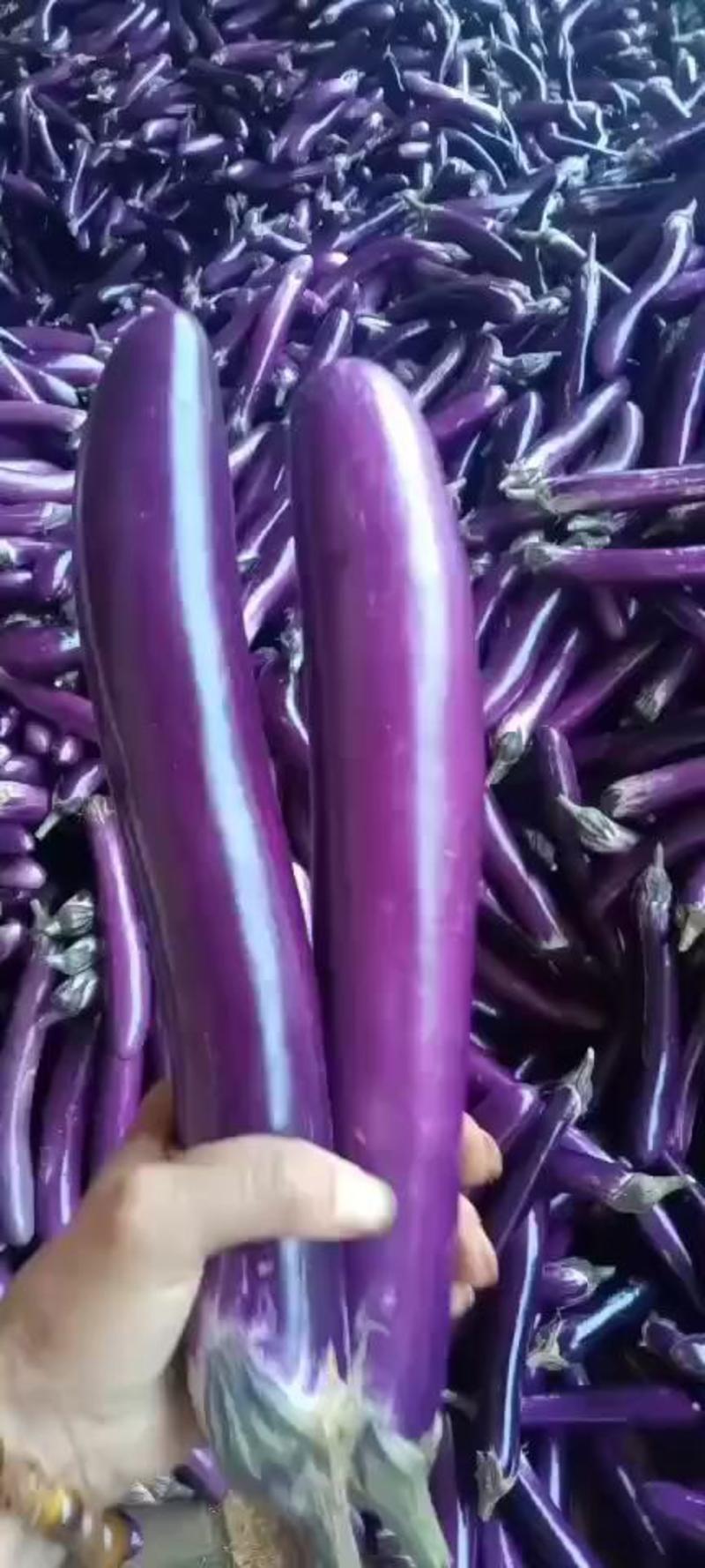 茄子紫光圆茄质量很好支持视频看货欢迎订购