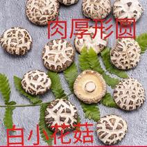 小花菇珍珠白花菇卢氏花菇中的天花板肉厚形圆口感Q弹包邮。