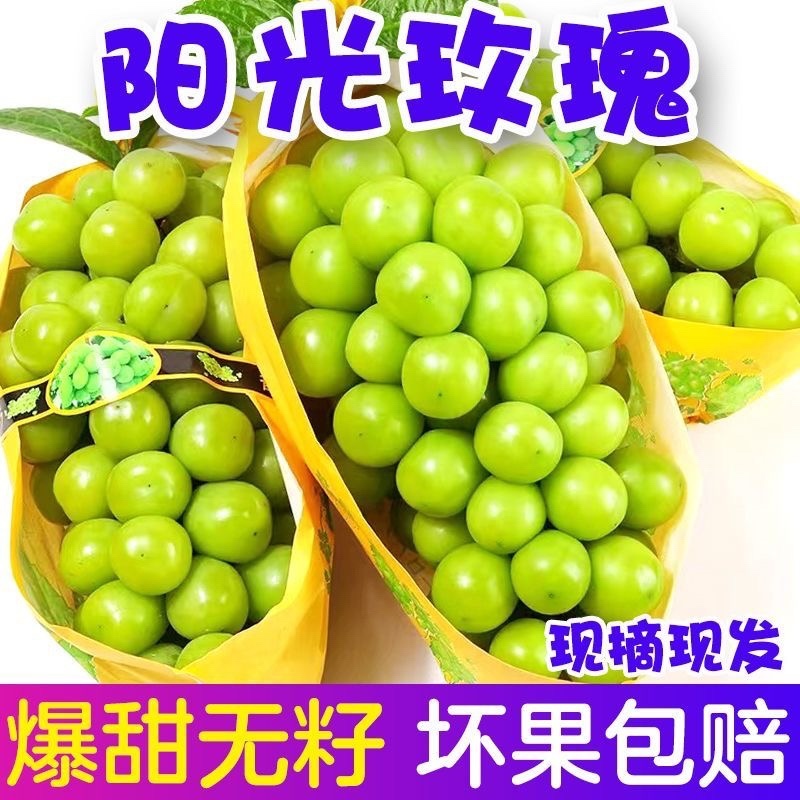 葡萄阳光玫瑰大量有货欢迎各位老板过来采购