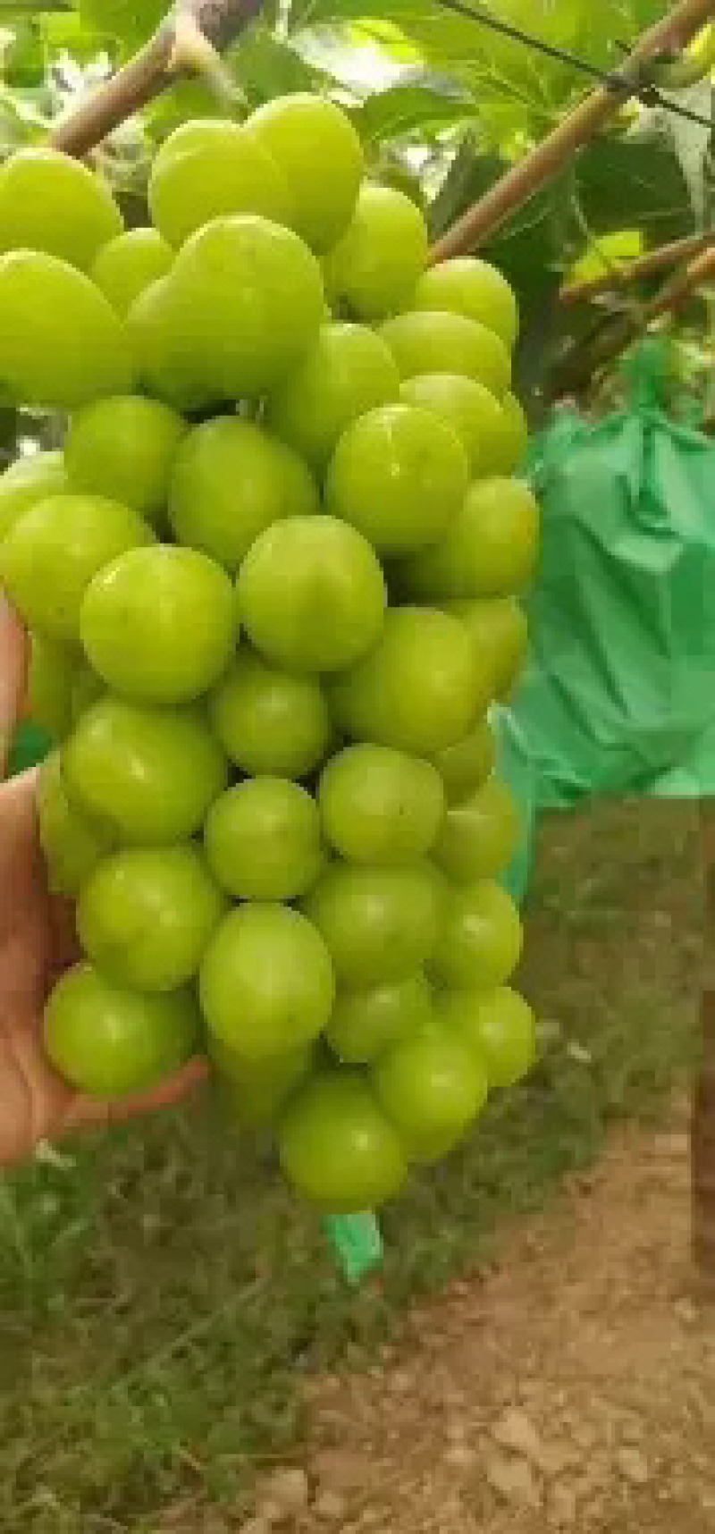 葡萄阳光玫瑰大量有货欢迎各位老板过来采购
