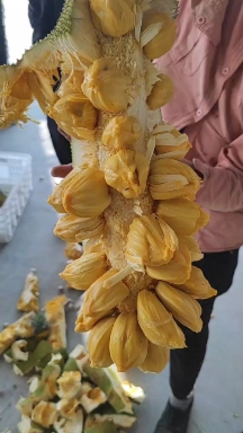 新品推荐海南榴莲蜜长孟尖短孟尖榴莲味菠萝蜜蜜