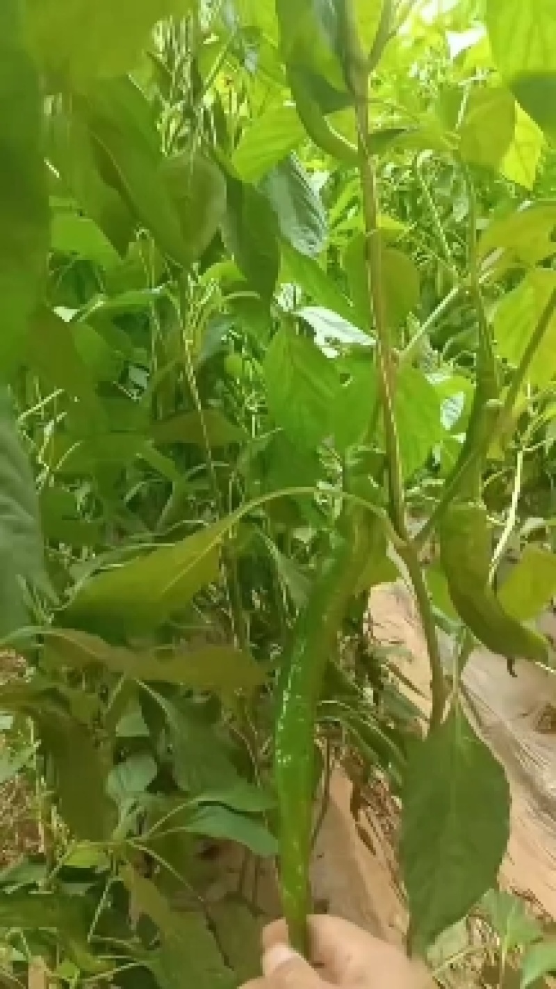 精品陇椒，大量上市，产地一手货源欢迎订购