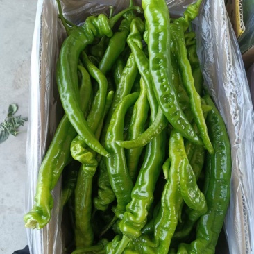 精品陇椒，大量上市，产地一手货源欢迎订购