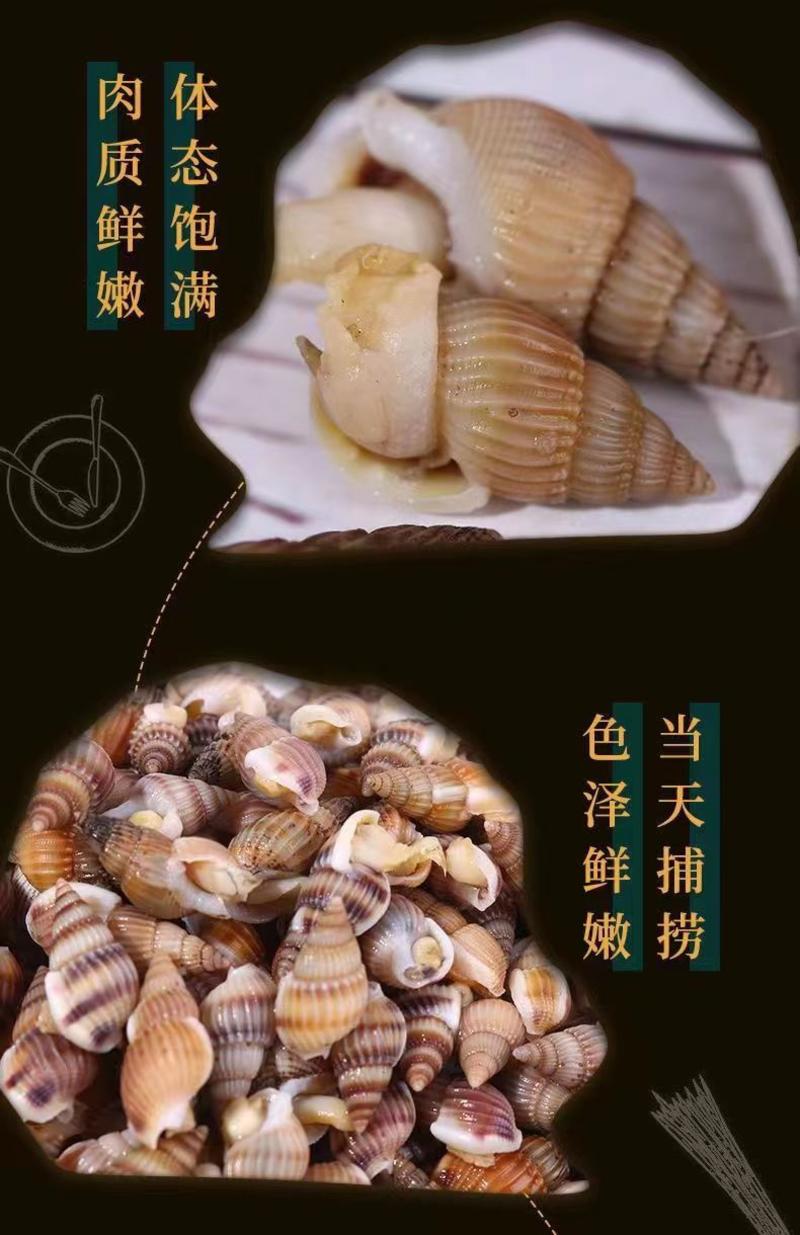 速冻尖螺海瓜子海螺丝新鲜钉螺冷冻海锥捞汁烧烤夜宵海鲜螺类