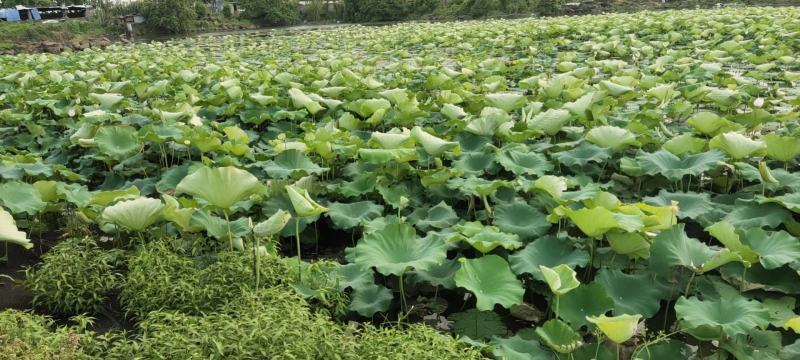 浙江省新鲜水果莲蓬太空莲蓬嫩莲蓬大量上市新品上市供应