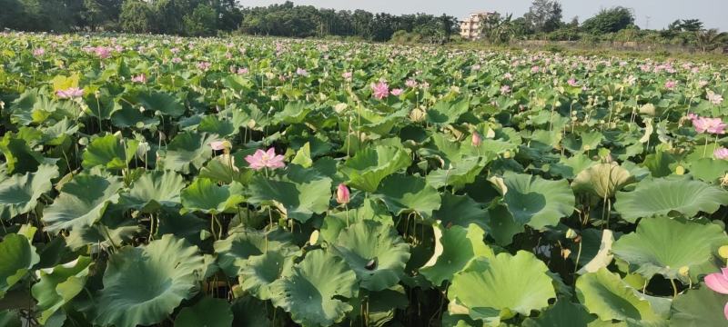 浙江省新鲜水果莲蓬太空莲蓬嫩莲蓬大量上市新品上市供应