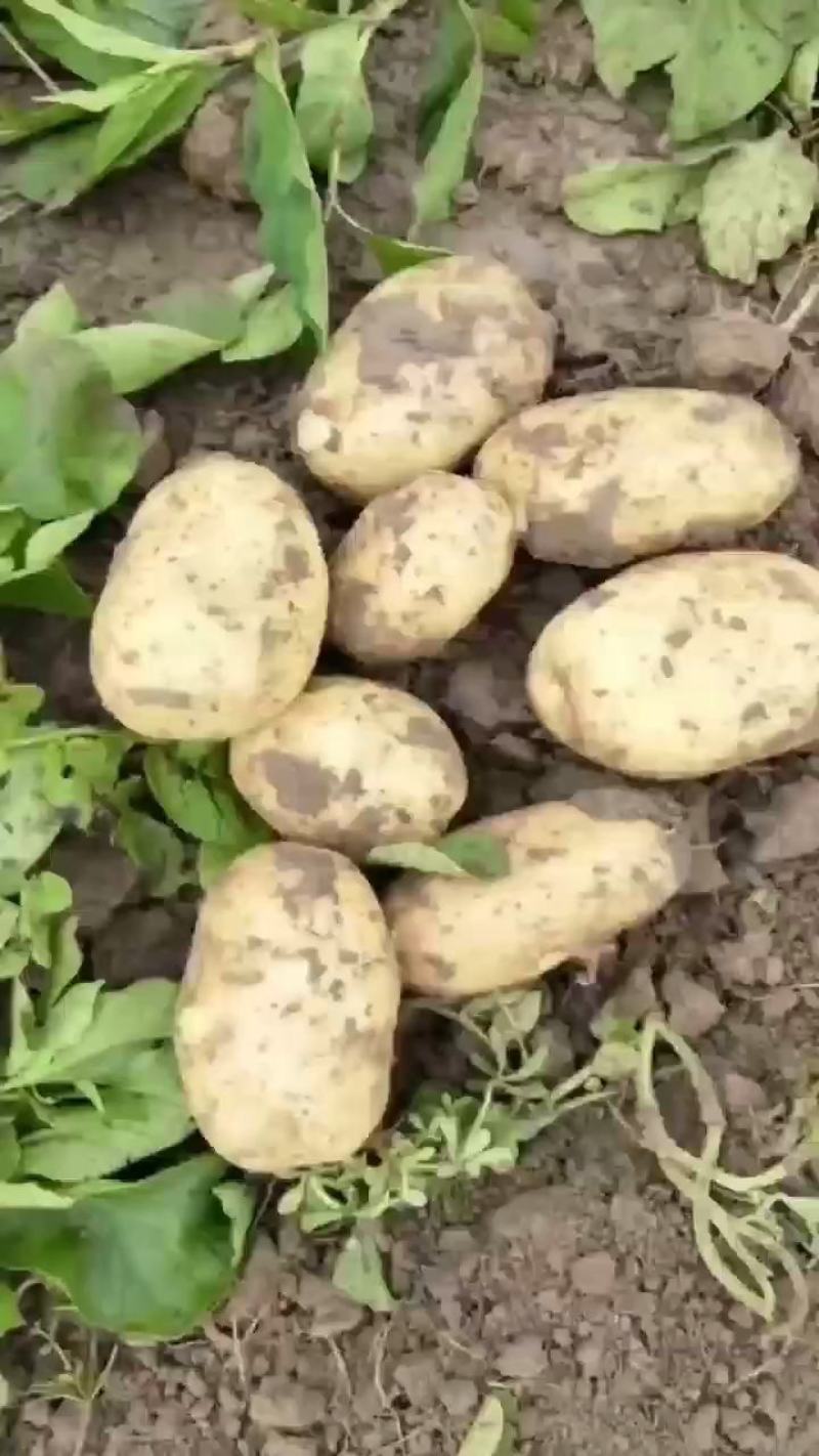土豆精品荷兰十五土豆货源充足质量很好欢来电