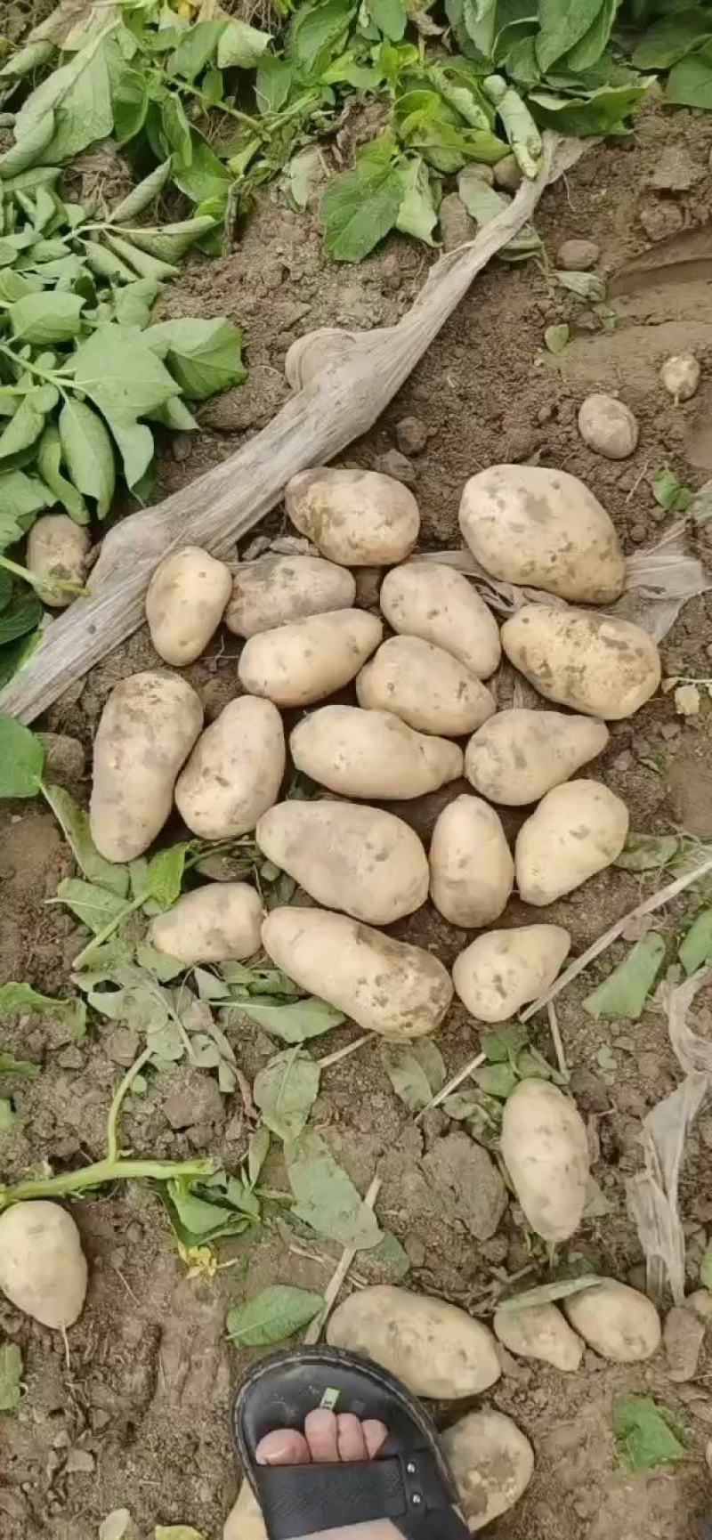 土豆精品荷兰十五土豆货源充足质量很好欢来电