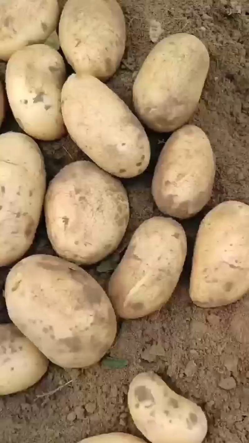 土豆精品荷兰十五土豆货源充足质量很好欢来电