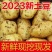 土豆精品荷兰十五土豆货源充足质量很好欢来电