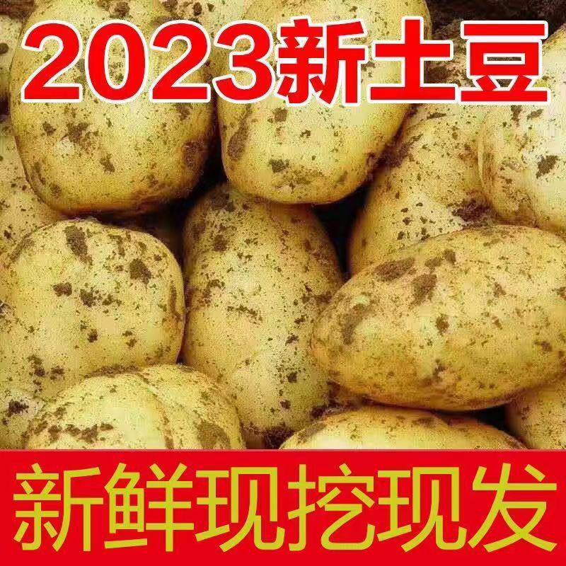 土豆精品荷兰十五土豆货源充足质量很好欢来电