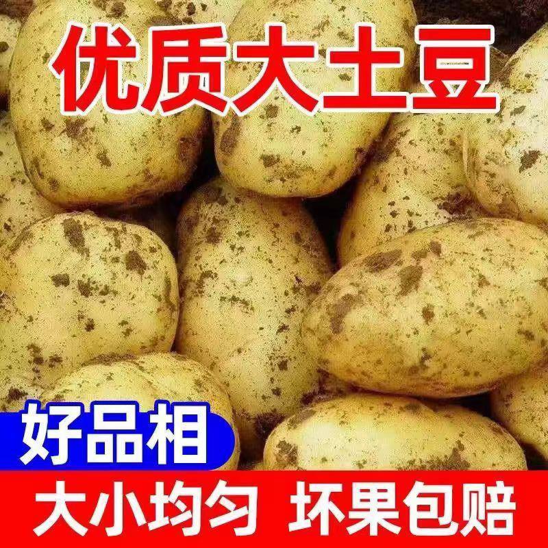 黄心土豆产地看货货源充足支持视频看货欢迎来电
