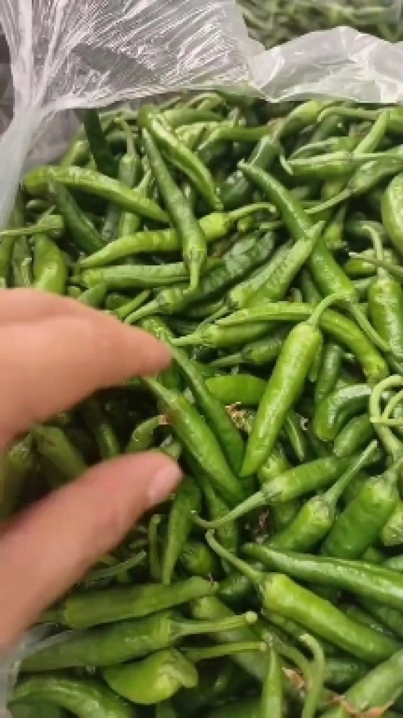 湖南特产基地直供港椒四季有货包配送一件代发