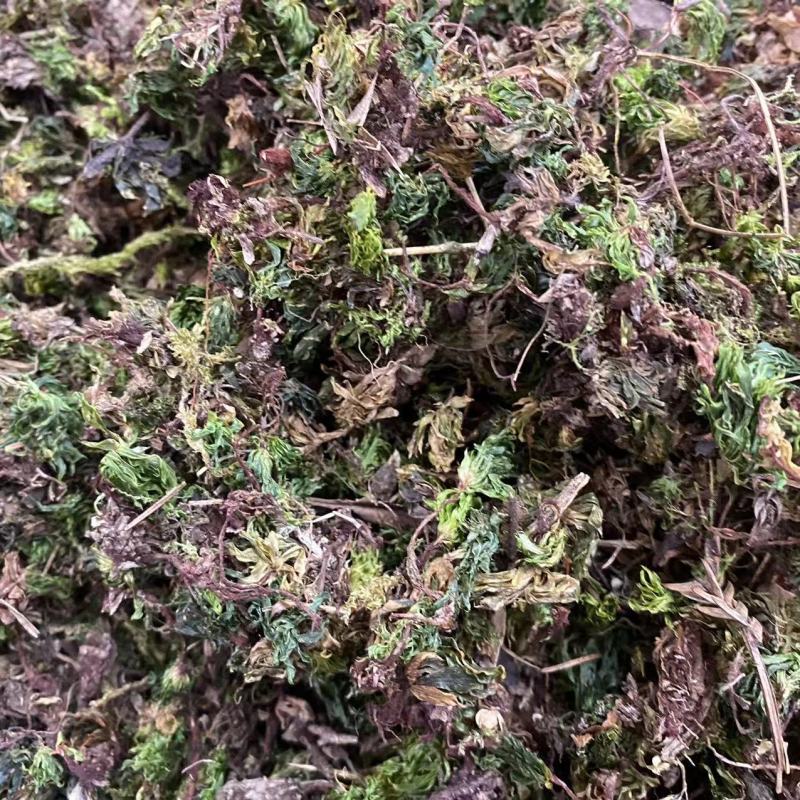 中药材批发零售回心草茴心草铁脚一把伞一件代发货