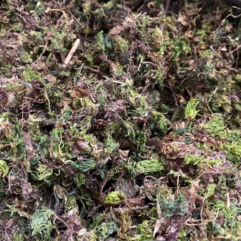 中药材批发零售回心草茴心草铁脚一把伞一件代发货