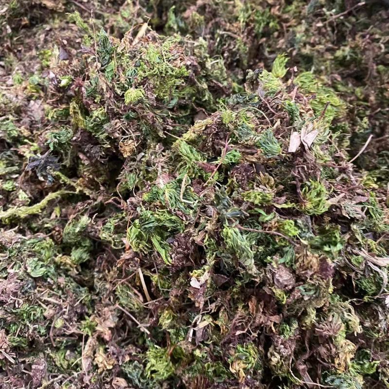 中药材批发零售回心草茴心草铁脚一把伞一件代发货