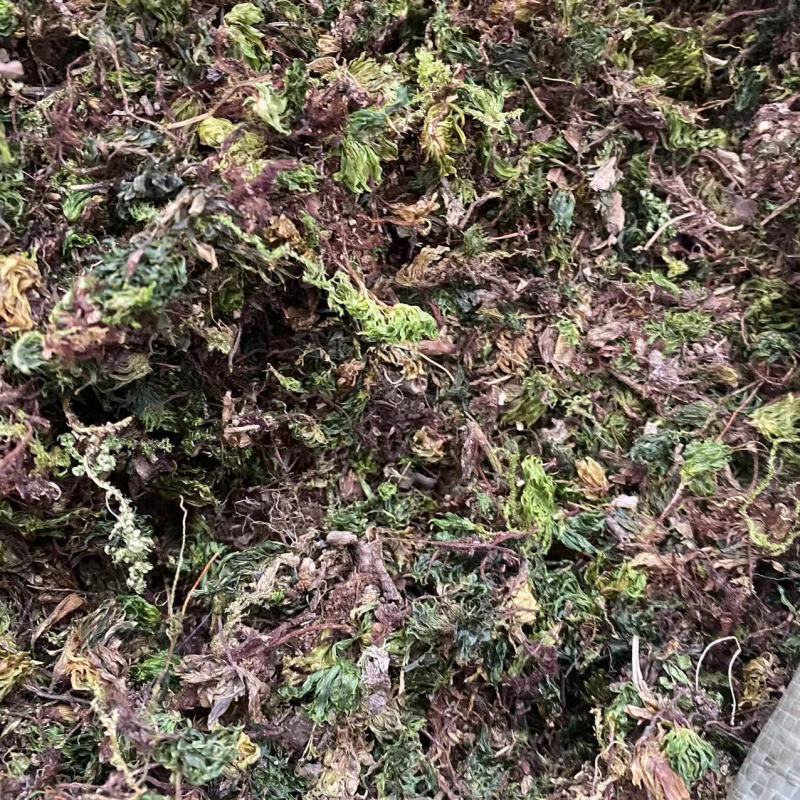 中药材批发零售回心草茴心草铁脚一把伞一件代发货