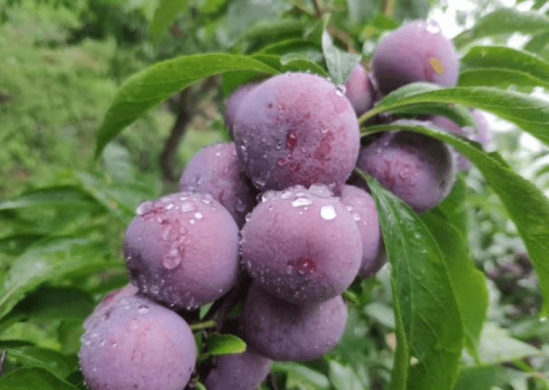 四川半边红李子，脆甜脱骨，大量现货，基地直发，欢迎来电