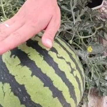 陕甘宁无籽美都西瓜，产地代发，