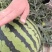 陕甘宁无籽美都西瓜，产地代发，