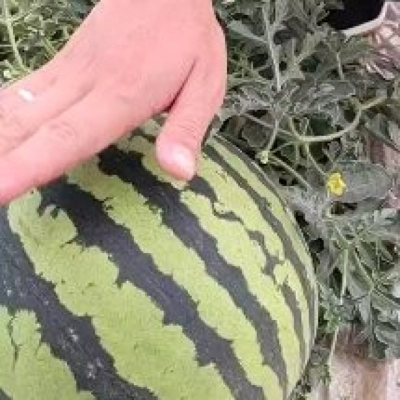 陕甘宁无籽美都西瓜，产地代发，