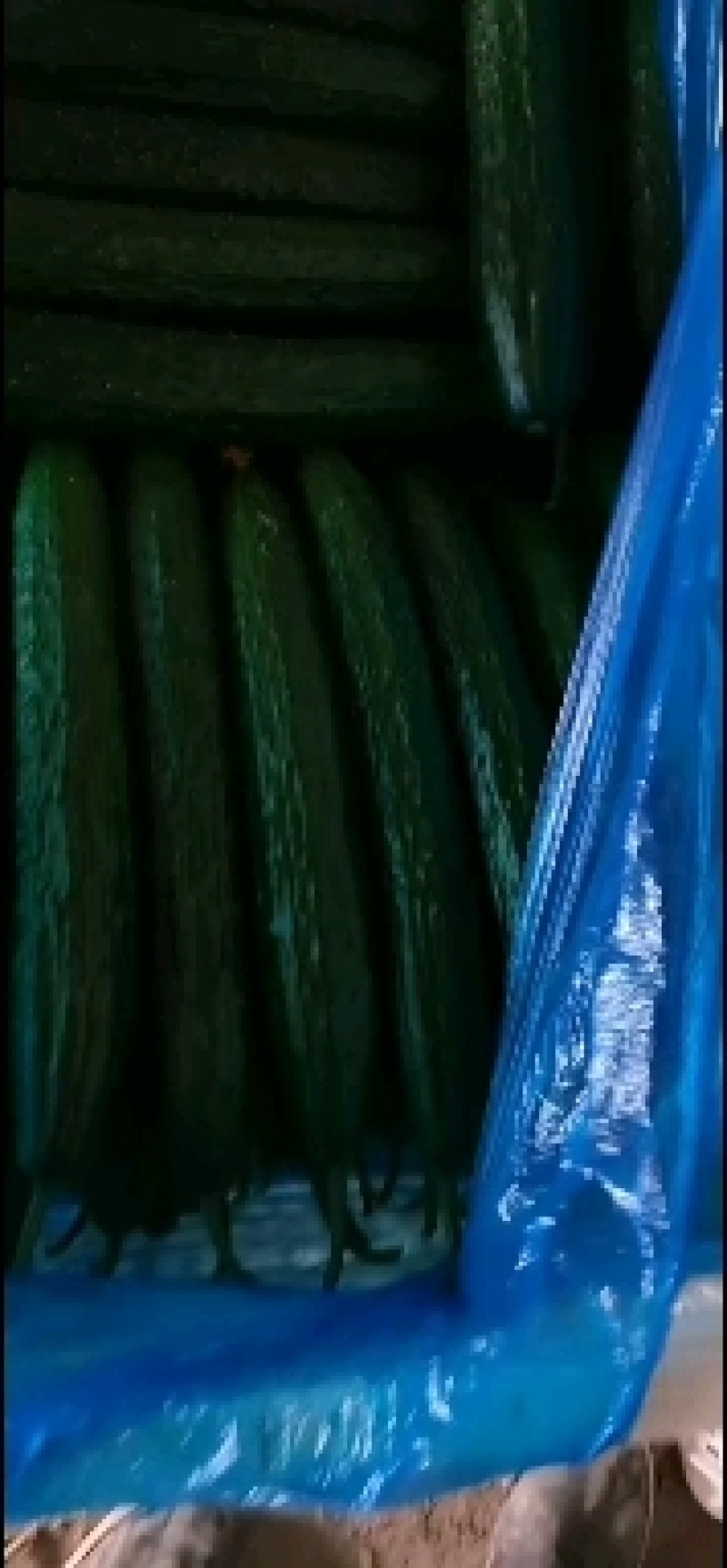 山东万亩大棚黄瓜大量上市中有各种规格一级，二级，电商货。
