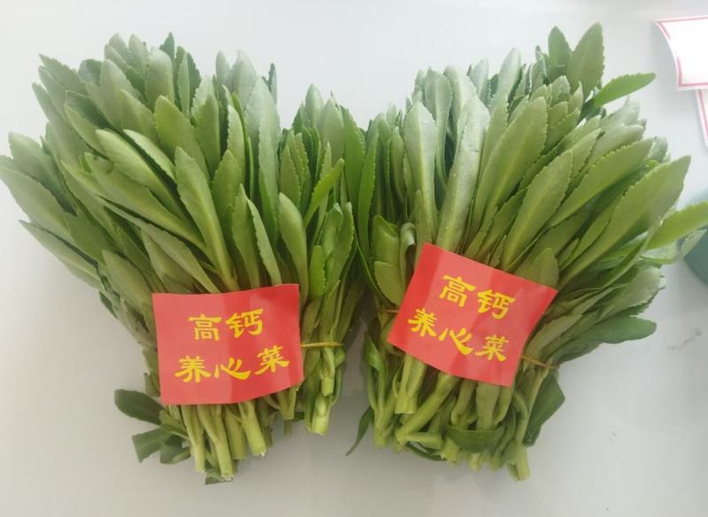 河北定州三七景天高钙菜费菜养心菜现挖现卖绿化苗木