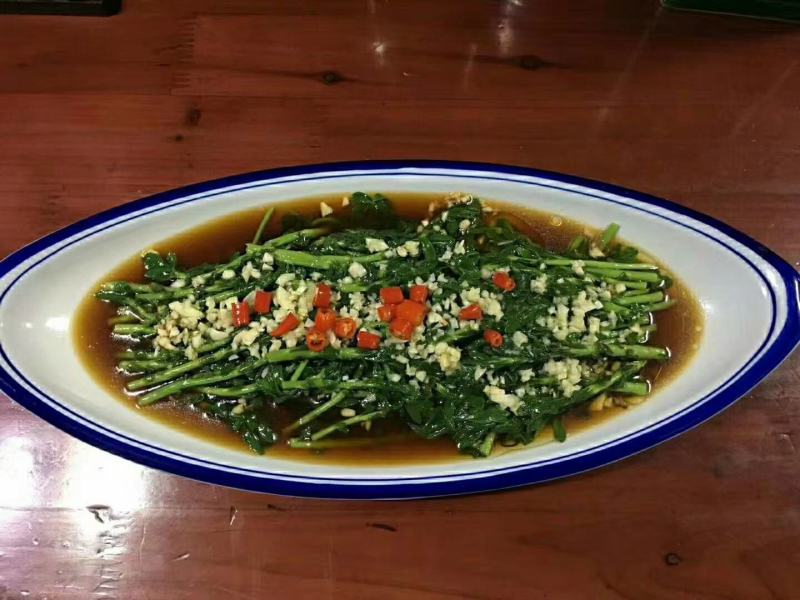 河北定州三七景天高钙菜费菜养心菜现挖现卖绿化苗木