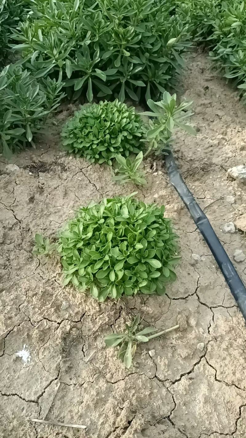河北定州三七景天高钙菜费菜养心菜现挖现卖绿化苗木