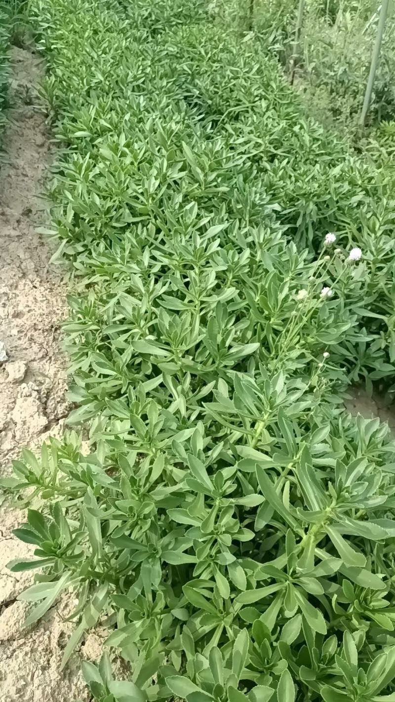 河北定州三七景天高钙菜费菜养心菜现挖现卖绿化苗木