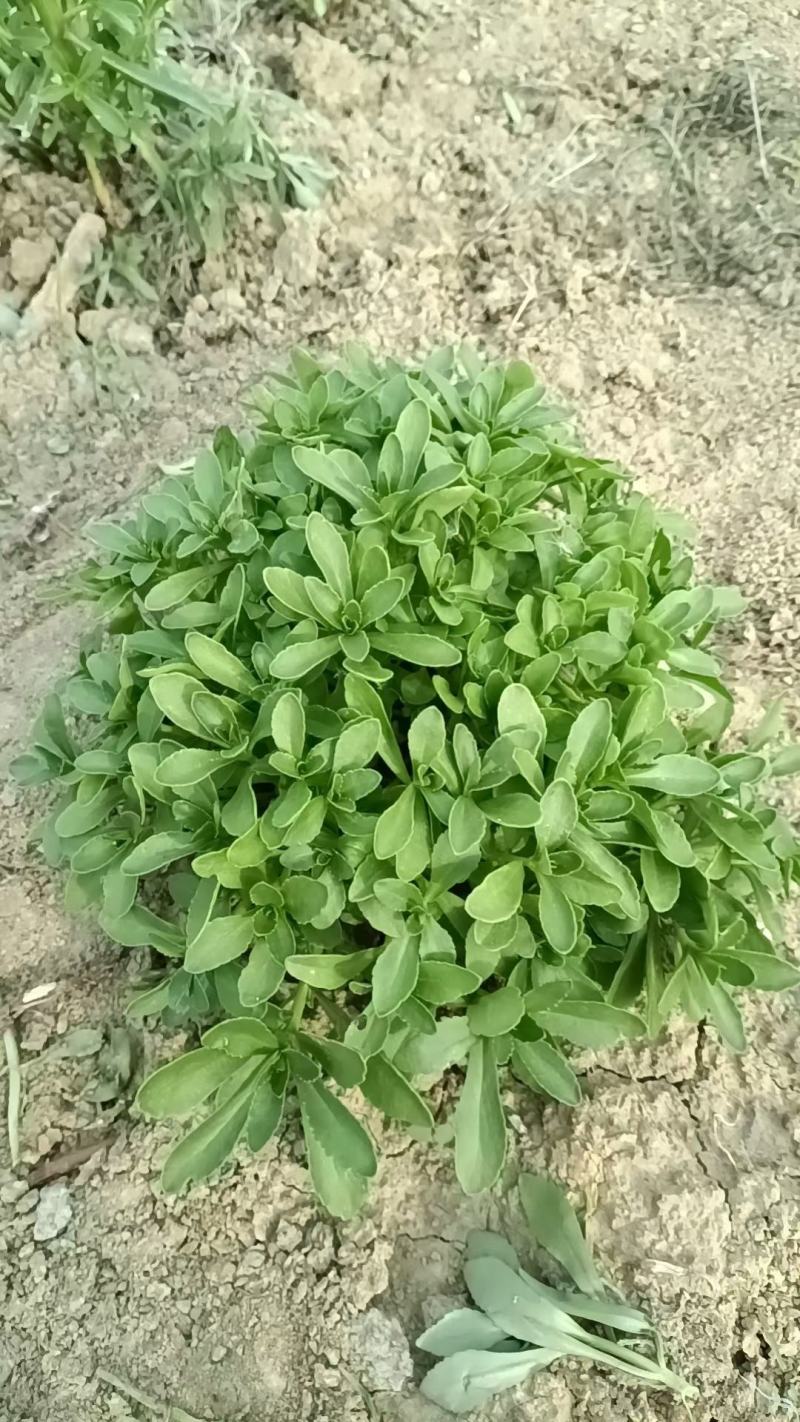 河北定州三七景天高钙菜费菜养心菜现挖现卖绿化苗木