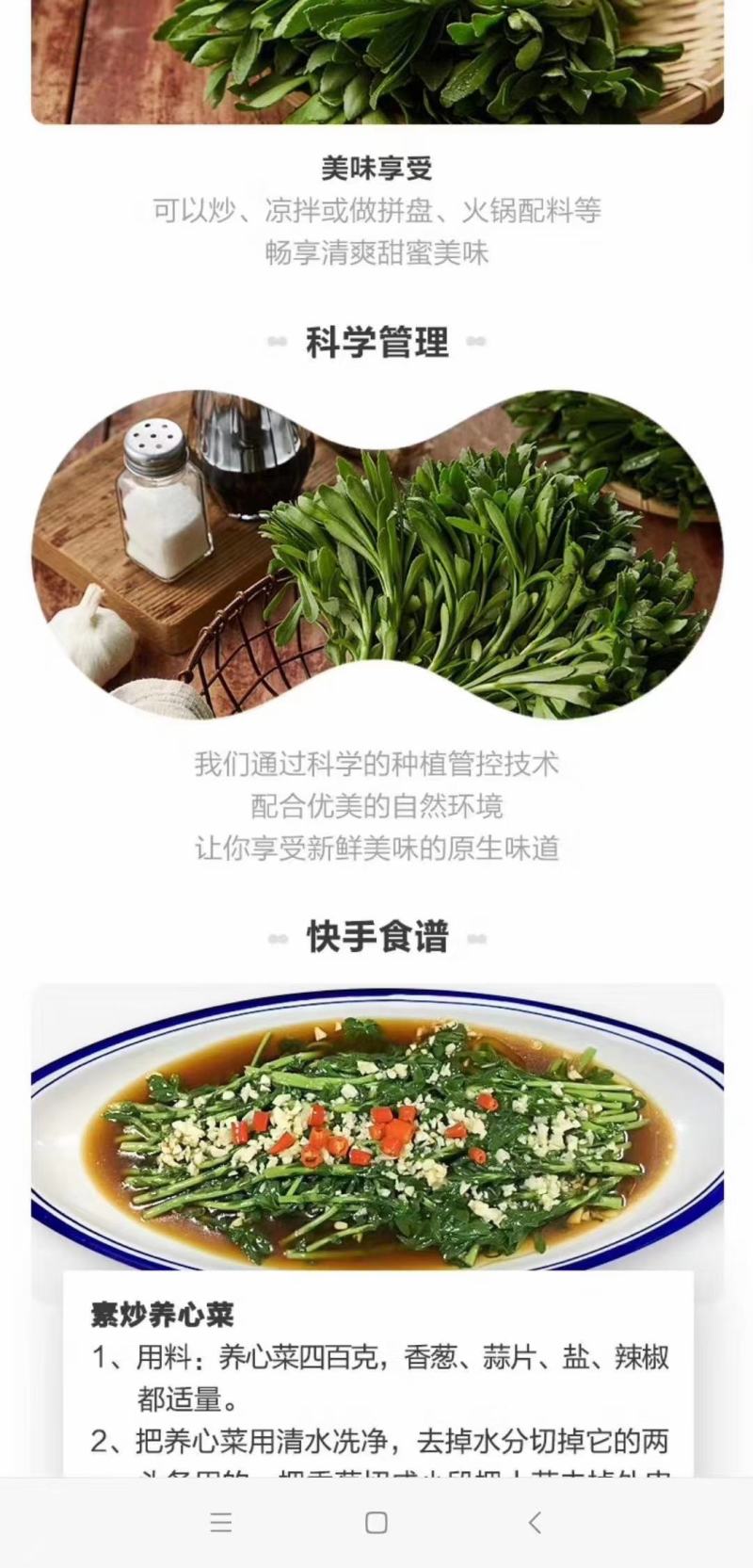 河北定州三七景天高钙菜费菜养心菜现挖现卖绿化苗木
