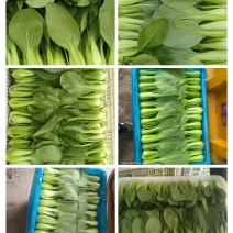 叶菜，各种蔬菜，量大，品质好，常年供应，量大服务好，