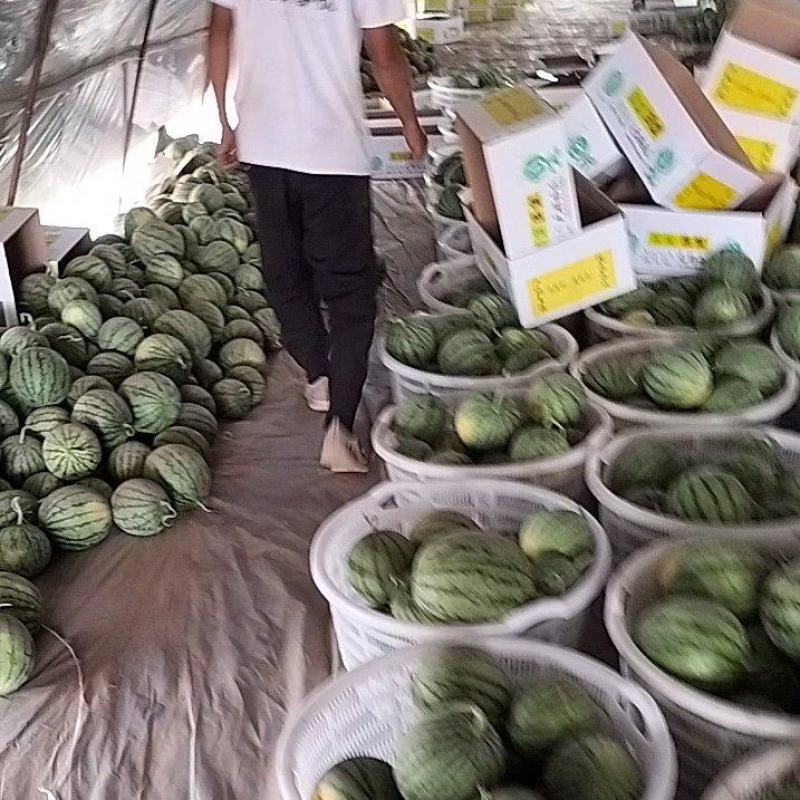 无籽蜜童西瓜