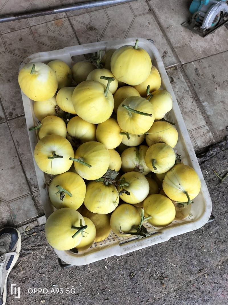 冰糖脆甜瓜