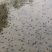 牛蛙苗牙签苗小圆头中圆头大圆头自产自销