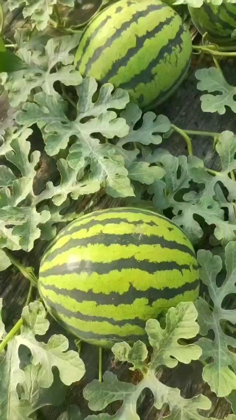 甜王西瓜7斤打底8成熟1茬基地批发价格