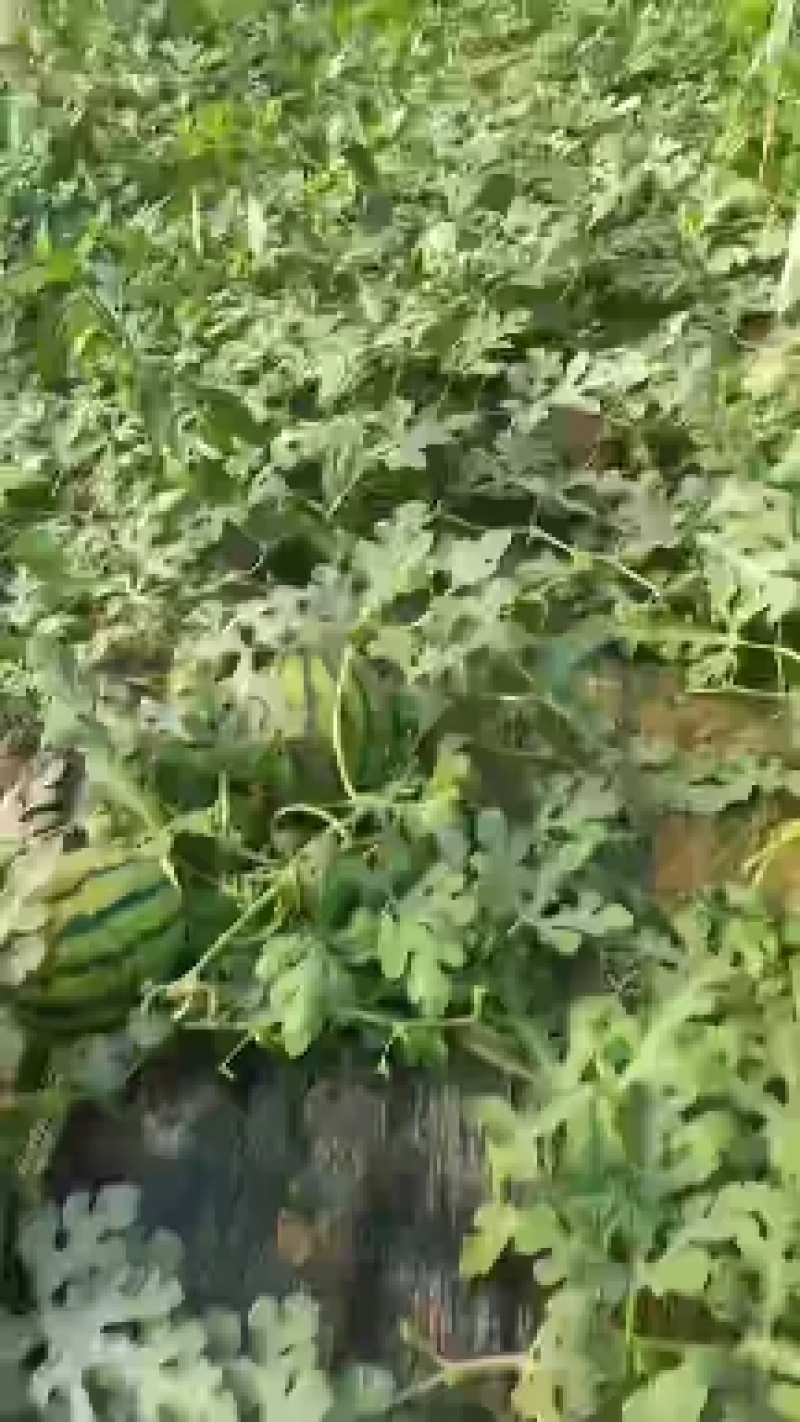 甜王西瓜7斤打底8成熟1茬基地批发价格