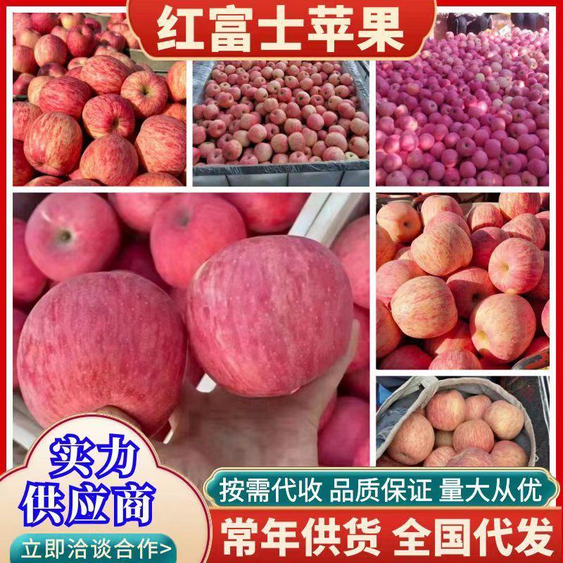 【山东优质红富士苹果】产地大量供应，口感脆甜一手货源
