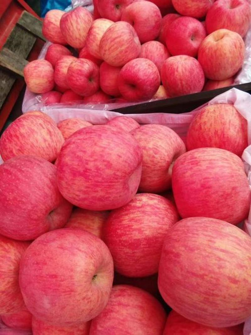 山东红富士苹果大量供应，口感脆甜一手货源