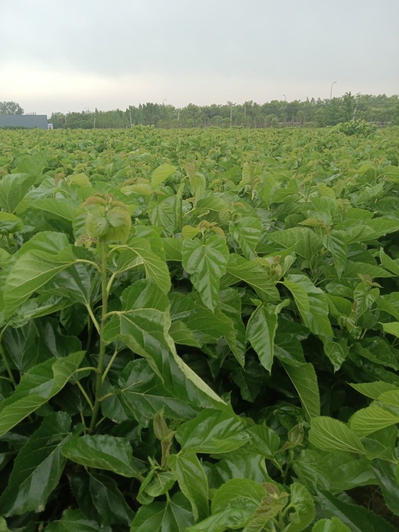 桑叶茶用桑叶片