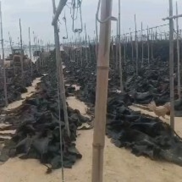 无沙干海带