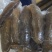 赤虫参，赤参，赤肉参，红烧赤参，鲍汁扣赤参，红焖赤参