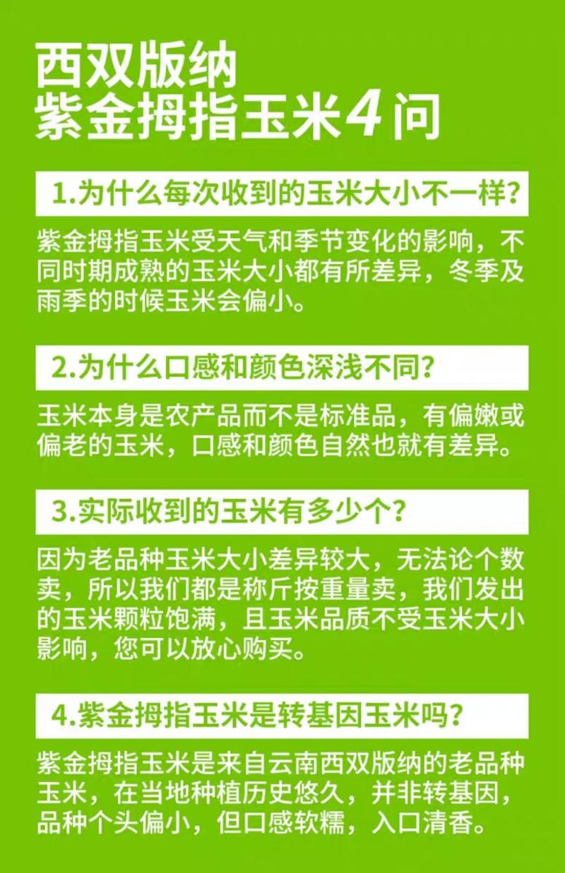 西双版纳爱尚傣糯紫金拇指小玉米，香糯微甜，饱满弹牙