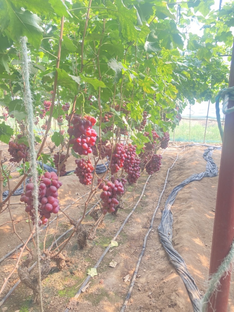 红提葡萄（晚红）葡萄，辽宁大量上市，可包棚、可飞剪