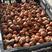 郁金香种球：进口品种精心培育2.8–36厘米之间的大球。