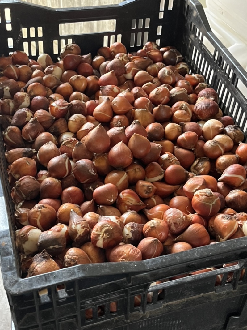 郁金香种球：品种精心培育2.8–36厘米之间的大球