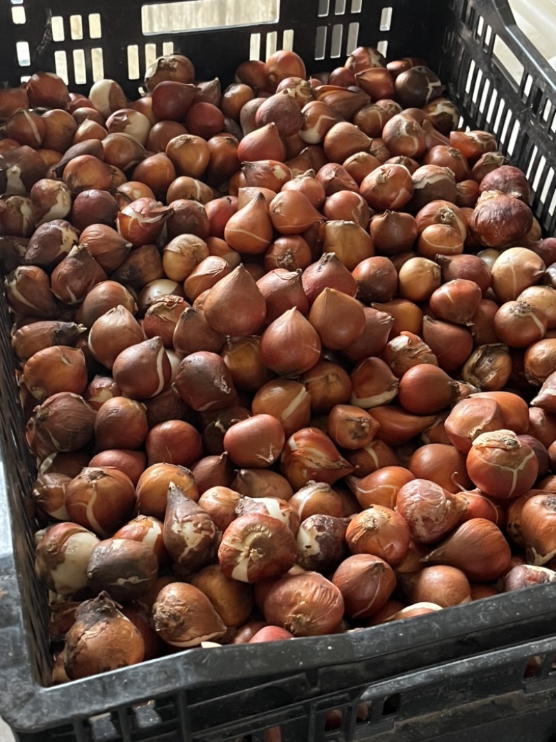 郁金香种球：品种精心培育2.8–36厘米之间的大球