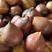 郁金香种球：进口品种精心培育2.8–36厘米之间的大球。
